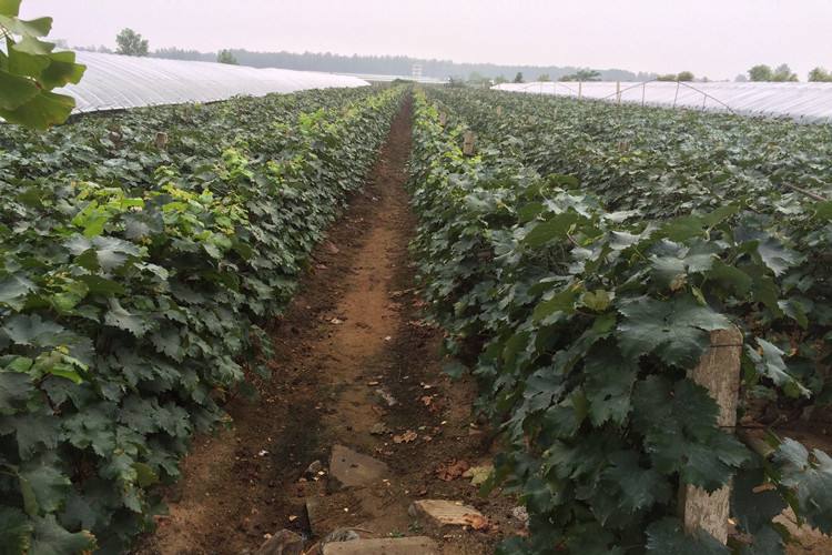 葡萄嫁接苗優(yōu)質(zhì)廠家