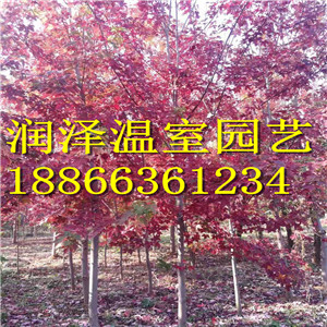 【挪威槭黃金楓產(chǎn)地 彩葉豆梨秋火焰供應(yīng)商 粉葉復(fù)葉槭種植 火焰衛(wèi)矛報(bào)價(jià)】 挪威槭黃金楓  挪威槭黃金楓 彩葉豆梨秋火焰