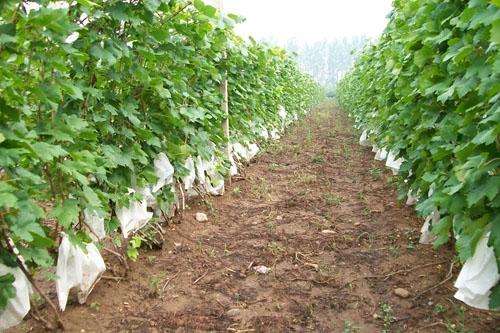 葡萄嫁接苗優(yōu)質(zhì)廠家