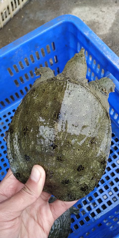 湖南*行情/湖南中華鱉苗養(yǎng)殖/甲魚養(yǎng)殖場哪里有