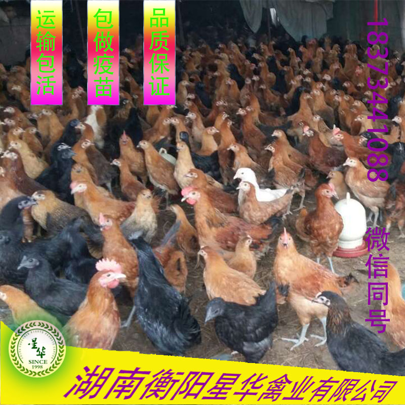 高產(chǎn)麻羽   青殼蛋雞苗