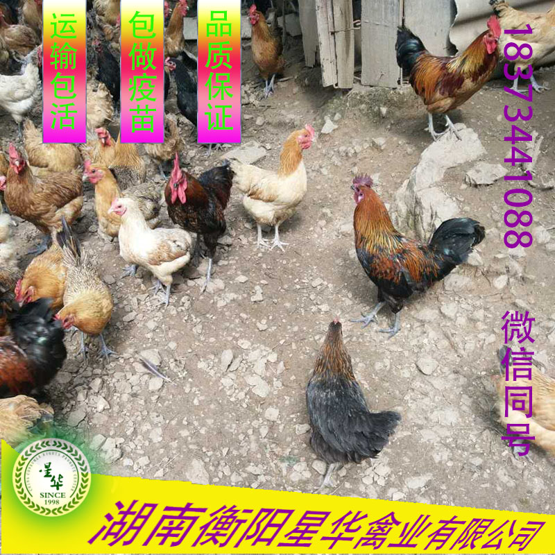 高產(chǎn)麻羽   青殼蛋雞苗