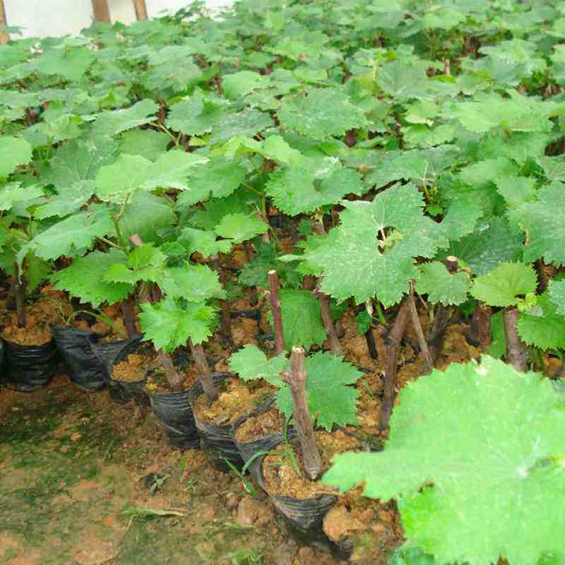 葡萄嫁接苗優(yōu)質(zhì)廠家