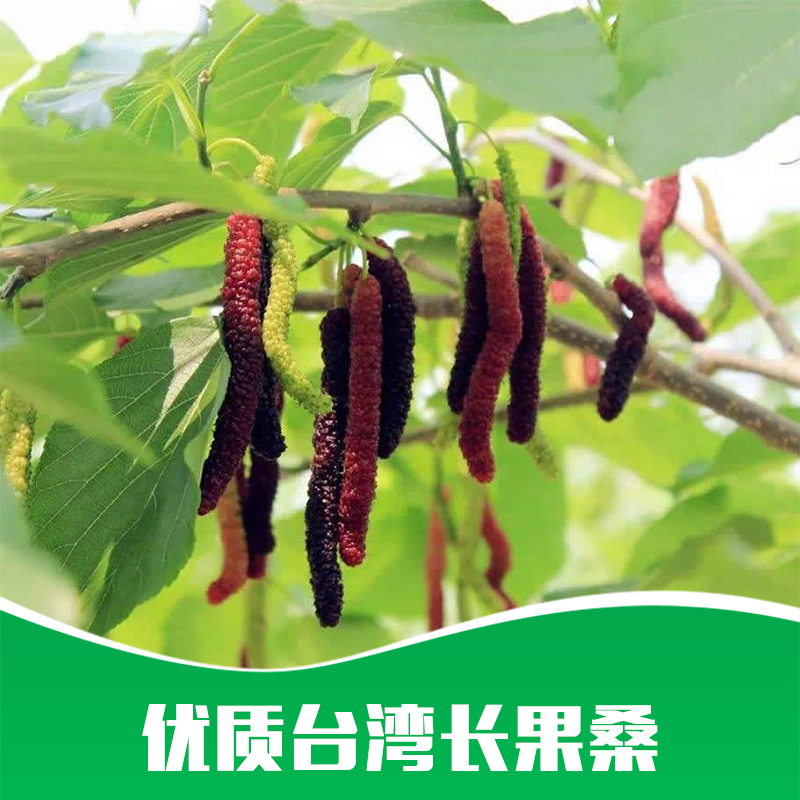 供應(yīng) 果樹苗木 四季長果桑樹苗 嫁接臺(tái)灣長果桑 桑葚苗 優(yōu)質(zhì)果樹苗基地批發(fā)