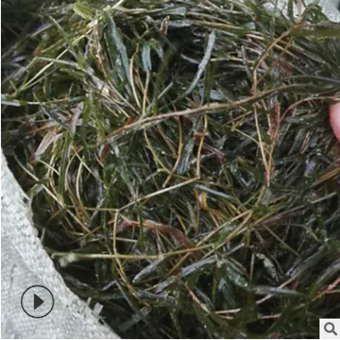 黃絲草報價 江蘇黃絲草批發(fā) 江蘇黃絲草供應商 江蘇黃絲草哪家好 江蘇黃絲草直銷