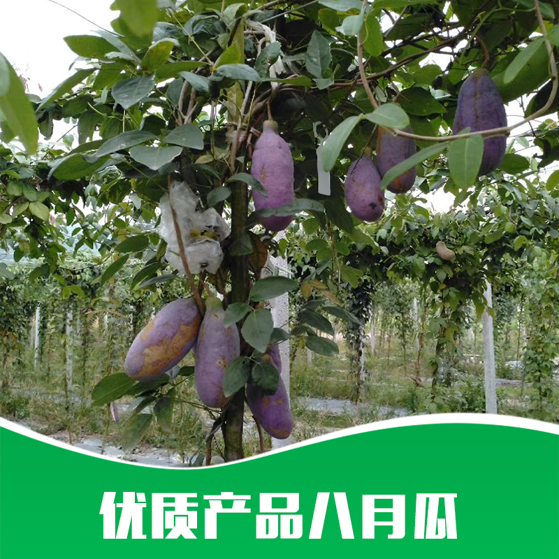 供應(yīng) 優(yōu)質(zhì)八月瓜苗 基地*  三葉木通果樹苗 八月瓜種苗 野香蕉