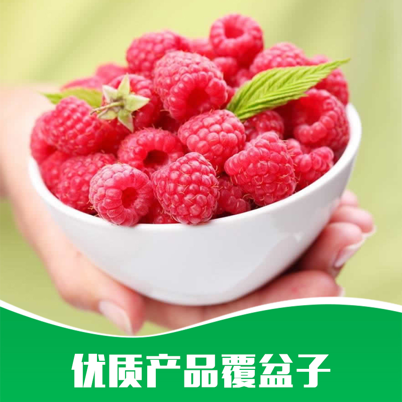 貴州直銷樹莓基地 盆栽地栽覆盆子苗 酸甜可口覆盆子 覆盆子果樹苗