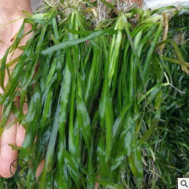 矮生苦草批發(fā)  江蘇矮生苦草報價 江蘇矮生苦草直銷 江蘇矮生苦草付供應(yīng)商 江蘇矮生苦草哪家好