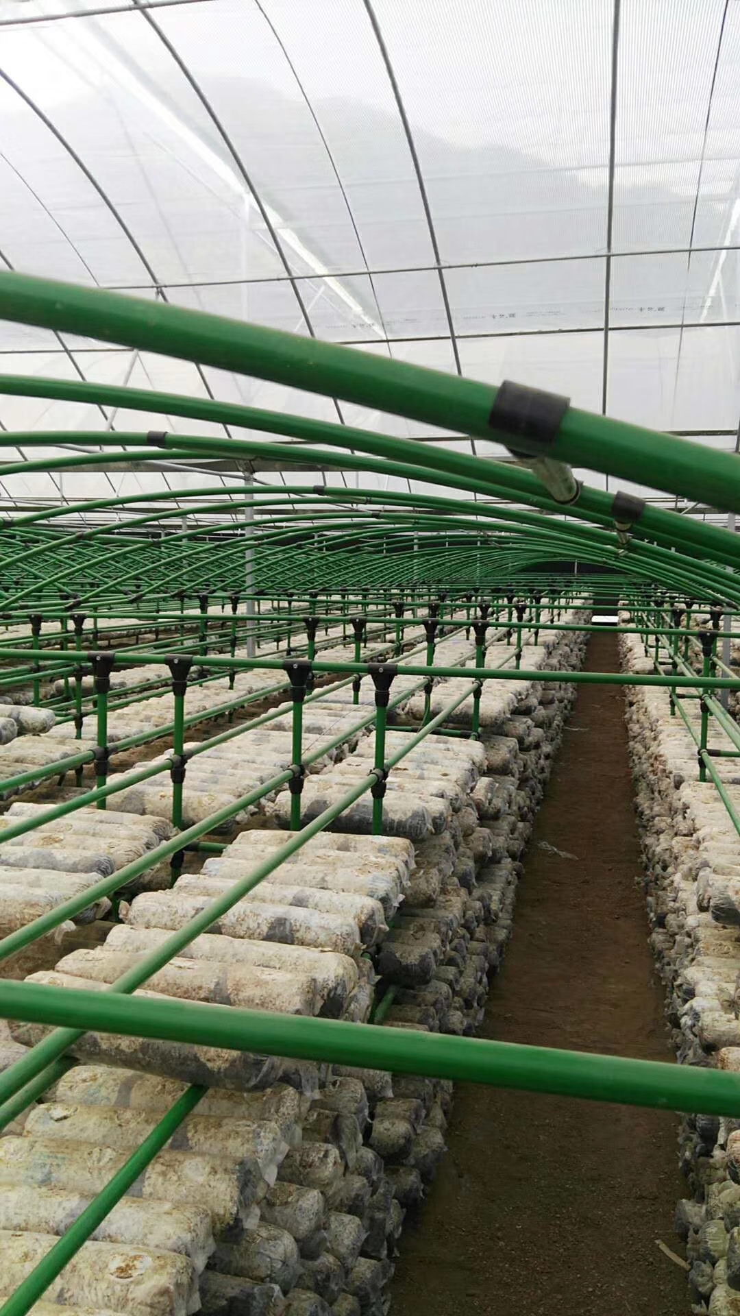 菌架廠家直銷菇架 蘑菇架 草莓架