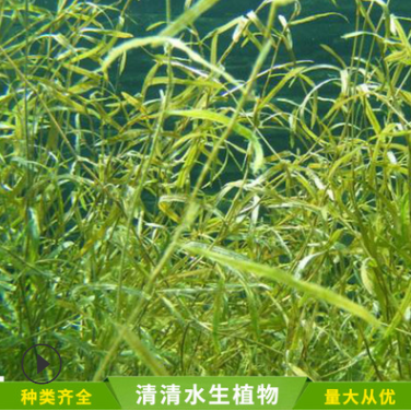 黃絲草報價 江蘇黃絲草批發(fā) 江蘇黃絲草供應商 江蘇黃絲草哪家好 江蘇黃絲草直銷