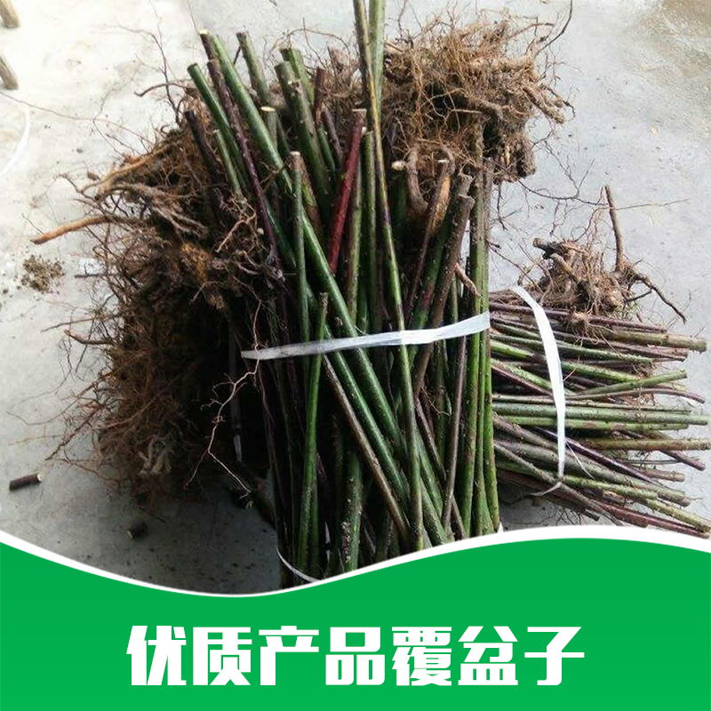 貴州直銷樹莓基地 盆栽地栽覆盆子苗 酸甜可口覆盆子 覆盆子果樹苗