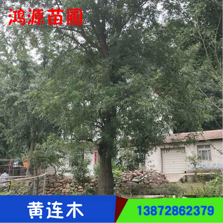 湖北黃連木苗種植基地 批發(fā) 價(jià)格 電話