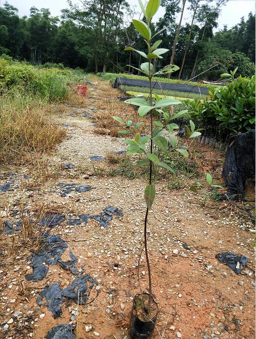 桃金娘小苗  桃金娘小苗批發(fā)  廣州優(yōu)質(zhì)桃金娘小苗  桃金娘小苗批發(fā)