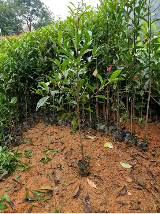 供應(yīng) 山杜英小苗 優(yōu)質(zhì)山杜英小苗批發(fā) 山杜英小苗供應(yīng)商   山杜英小苗批發(fā)報(bào)價(jià)