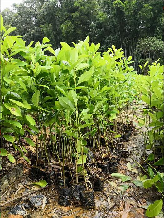 火力楠小苗公司-優(yōu)質(zhì)生產(chǎn)供應(yīng)商