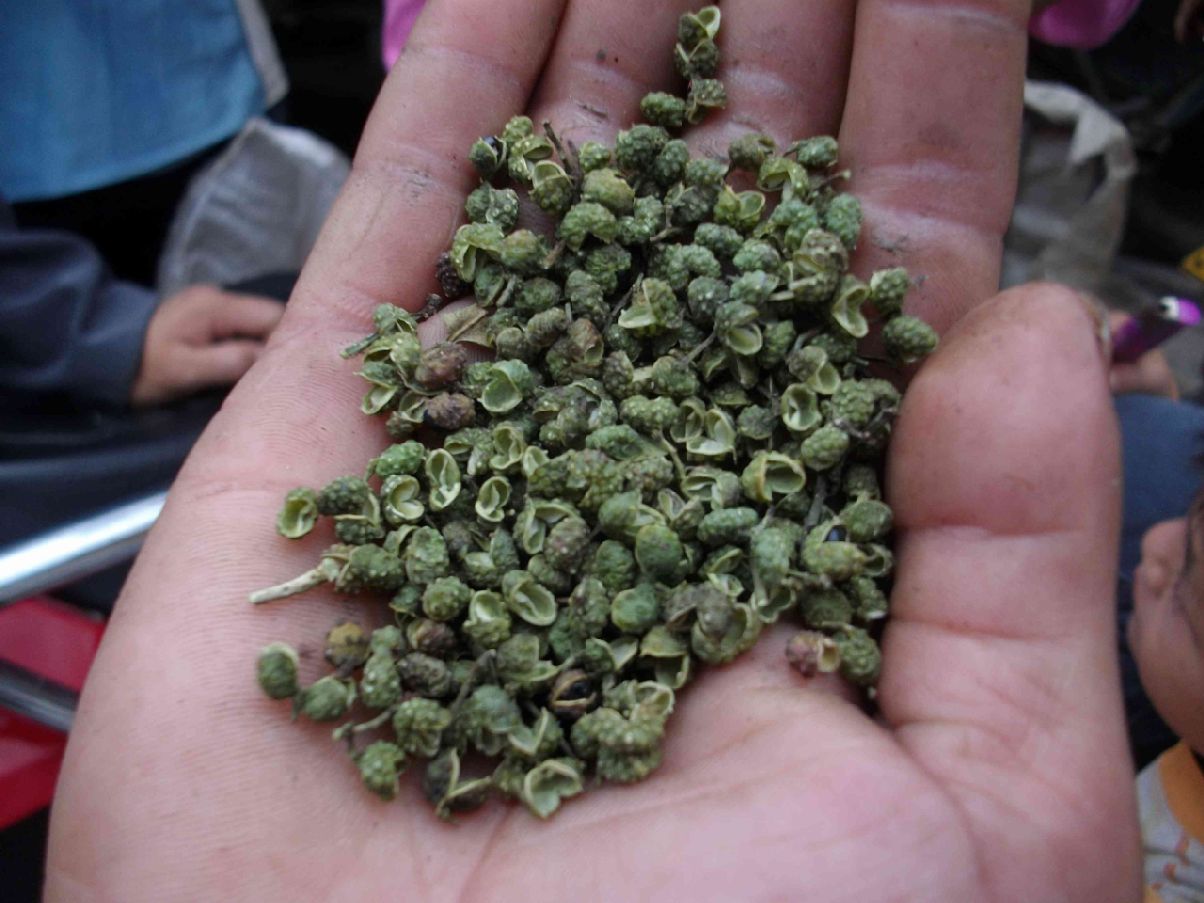 青花椒干品 青花椒干品報(bào)價(jià) 青花椒干品直銷(xiāo) 青花椒干品批發(fā) 青花椒干品那家好 青花椒干品供應(yīng)商