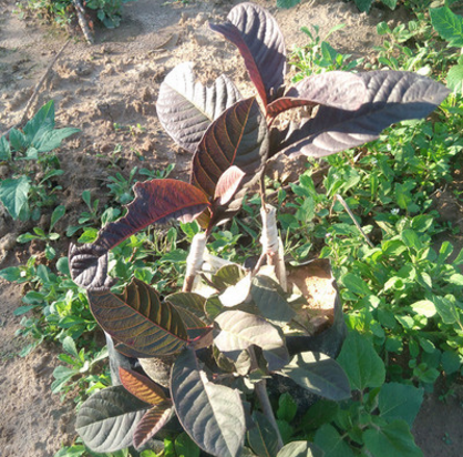 番石榴苗批發(fā)  番石榴  番石榴種植基地 番石榴苗木 福建番石榴 番石榴苗供應(yīng)商