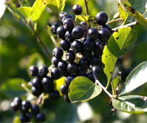 野櫻莓濃縮汁，美國*濃縮果 野櫻莓濃縮汁，不老莓濃縮汁