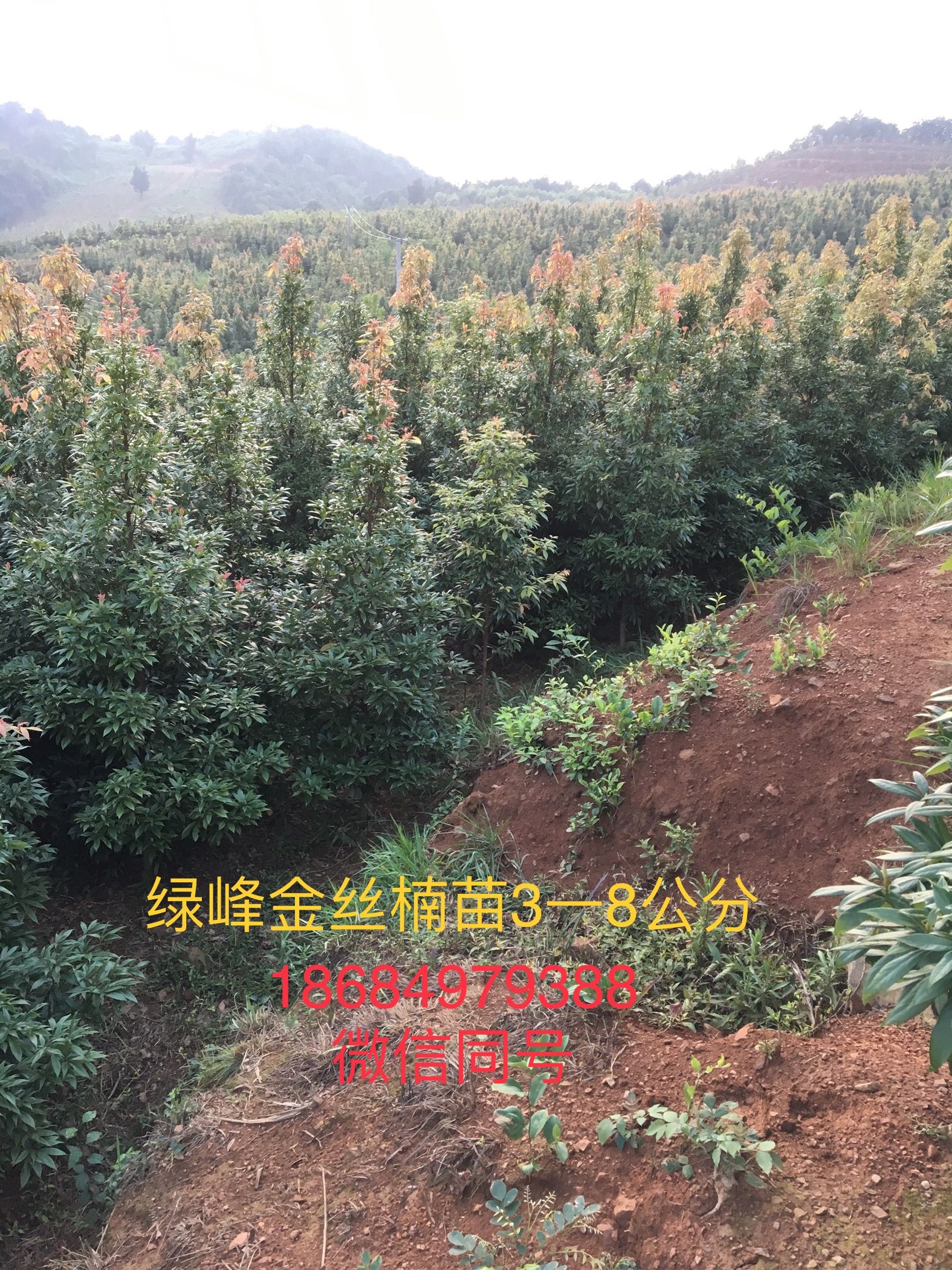 湖北楠木苗 楨楠作為國家二級(jí)保護(hù)植物具有什么特點(diǎn)