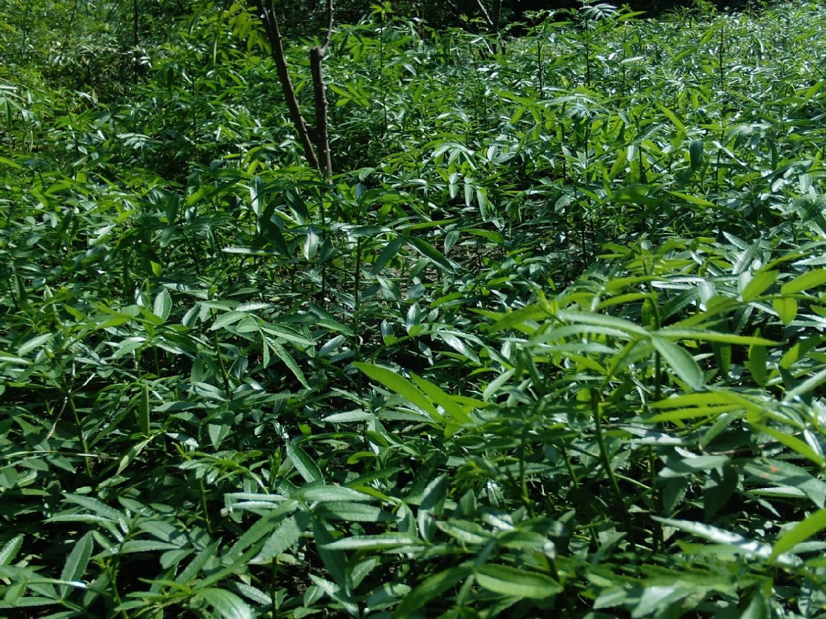 花椒苗 批發(fā)花椒苗 云南花椒苗 云南花椒苗基地  昭通花椒苗批發(fā)基地 優(yōu)質(zhì)花椒苗  優(yōu)質(zhì)青花椒苗