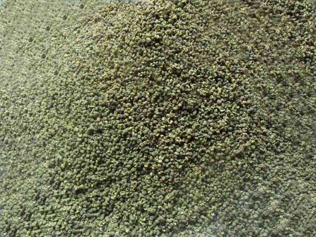 批發(fā)永善縣特級(jí)青花椒       批發(fā)永善縣特級(jí)青花椒