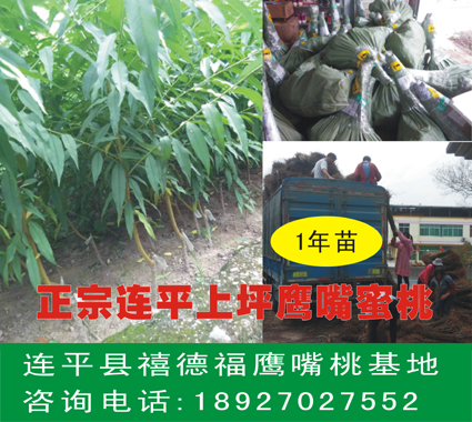 桃樹品種 連平鷹嘴蜜桃 可用于觀賞及掛果的桃花樹 連平禧德福鷹嘴桃苗圃大量供應(yīng)鷹嘴桃苗