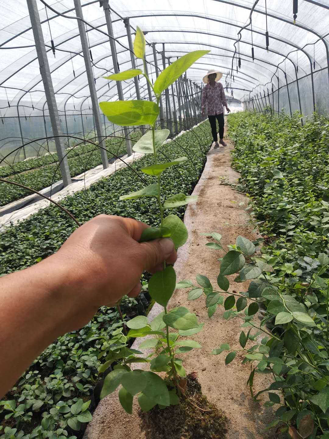 佛山藍莓一年裸根苗-藍莓一年裸根苗批發(fā)價格-藍莓苗廠家直銷-藍莓苗采購電話