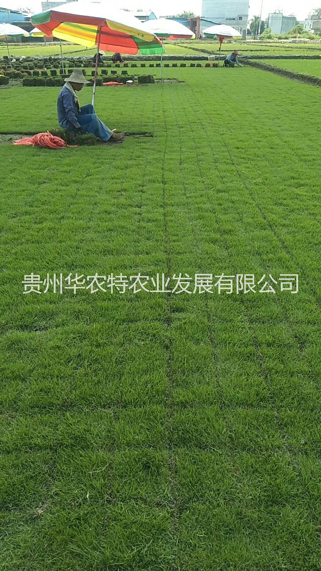 興義綠化草場/馬尼拉草/馬尼拉草皮/興義草坪價格廠家