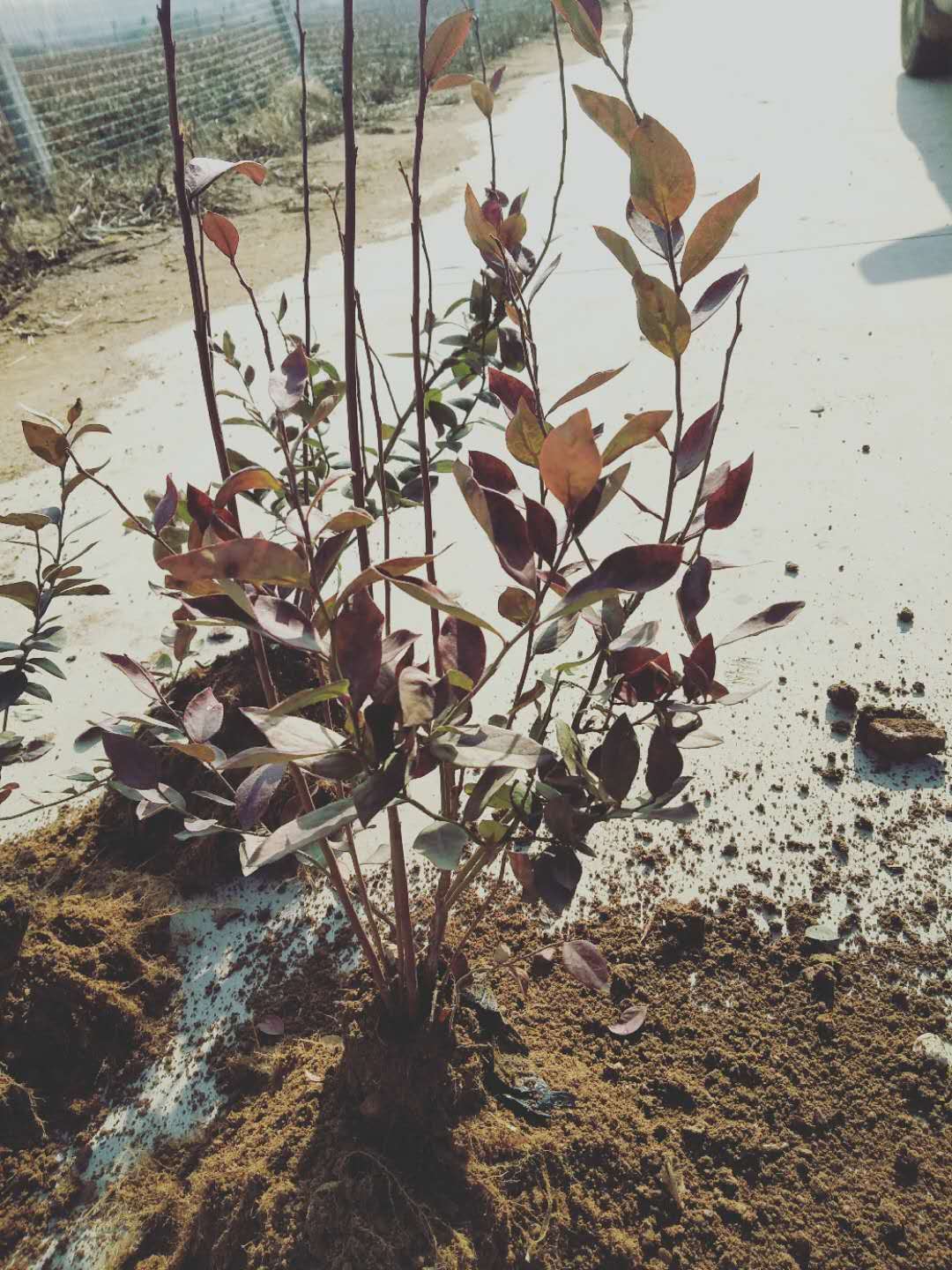 藍(lán)莓3年鉢苗種植基地-藍(lán)莓3年鉢苗批發(fā)價格-藍(lán)莓苗采購電話 藍(lán)莓3年鉢苗