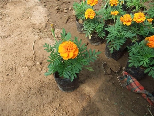 12月份孔雀草在陜西價格貴嗎