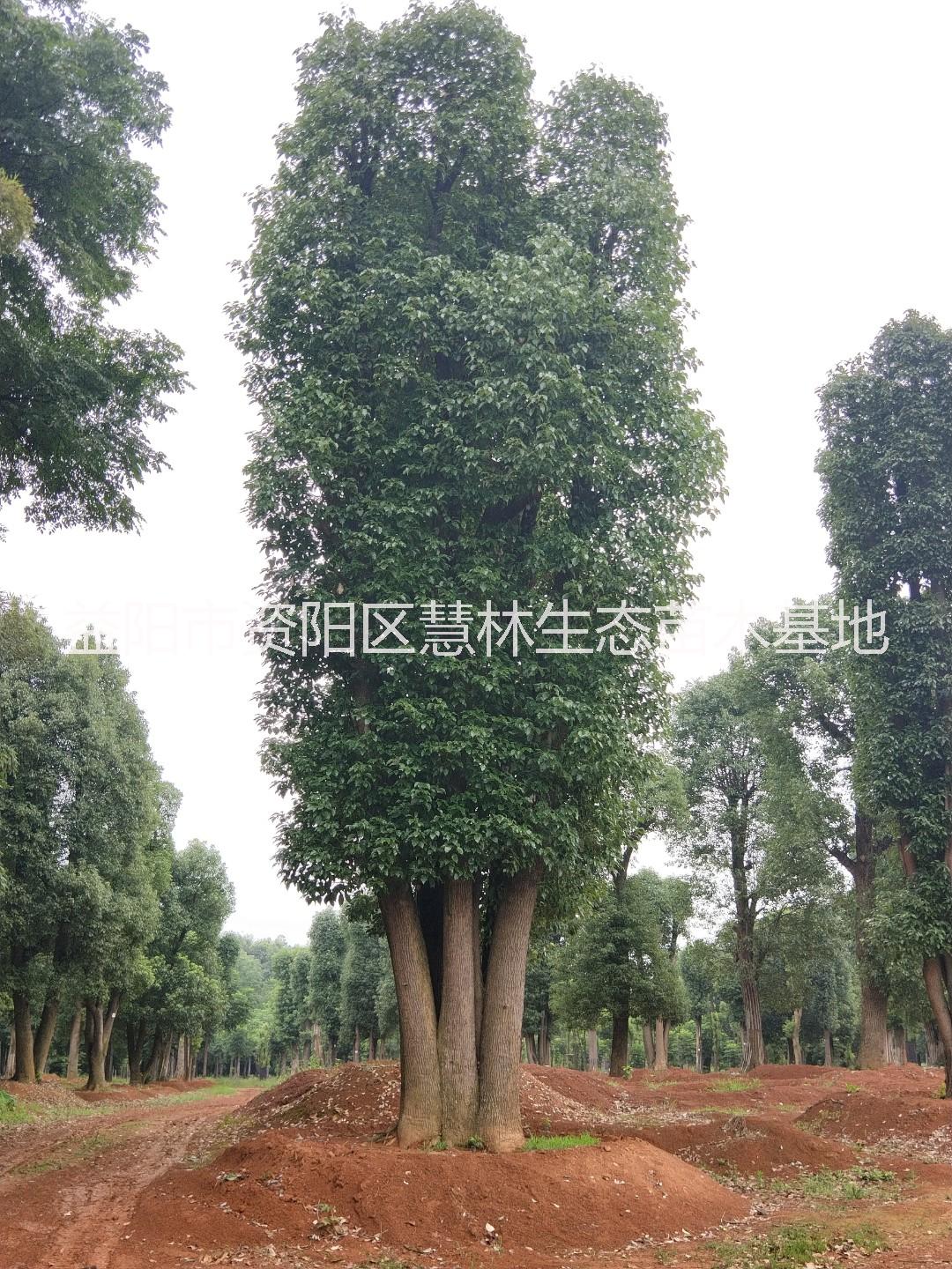叢生香樟,叢生香樟價(jià)格,叢生多桿香樟,多桿香樟,供應(yīng)叢生香樟,叢生香樟供應(yīng)商,叢生香樟批發(fā)