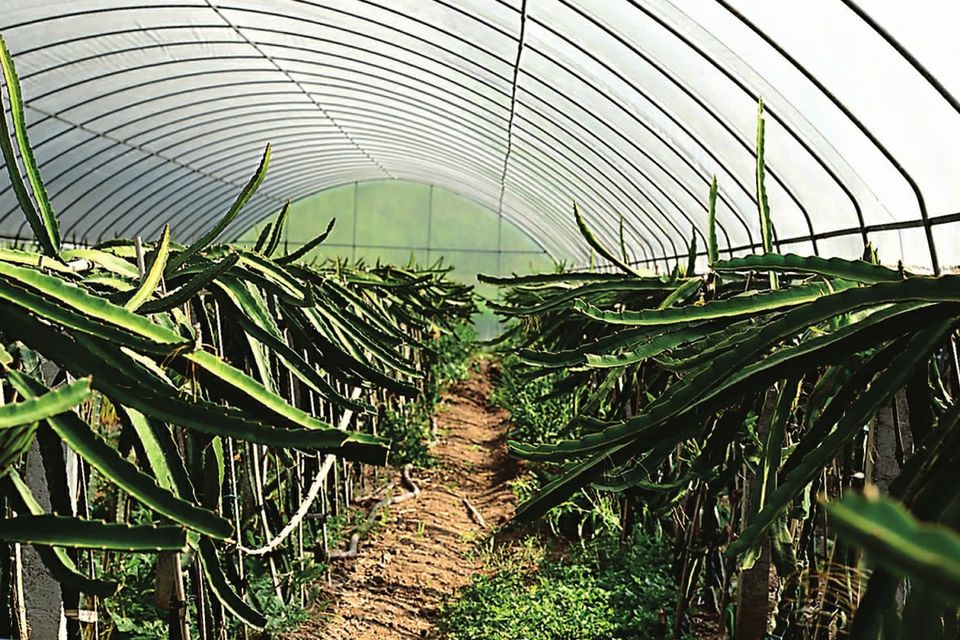 蔬菜種植日光溫室工程建設(shè)   日光溫室大棚定制  山東承接日光溫室廠家定制