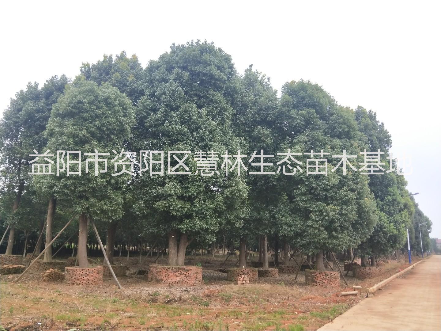 叢生香樟,叢生香樟價(jià)格,叢生多桿香樟,多桿香樟,供應(yīng)叢生香樟,叢生香樟供應(yīng)商,叢生香樟批發(fā)