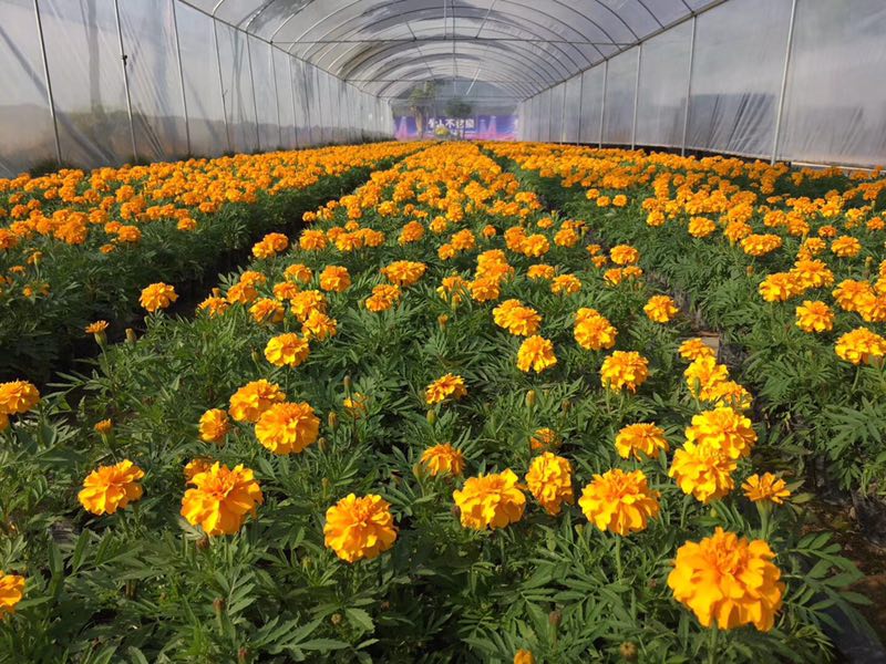 12月份孔雀草在陜西價格貴嗎