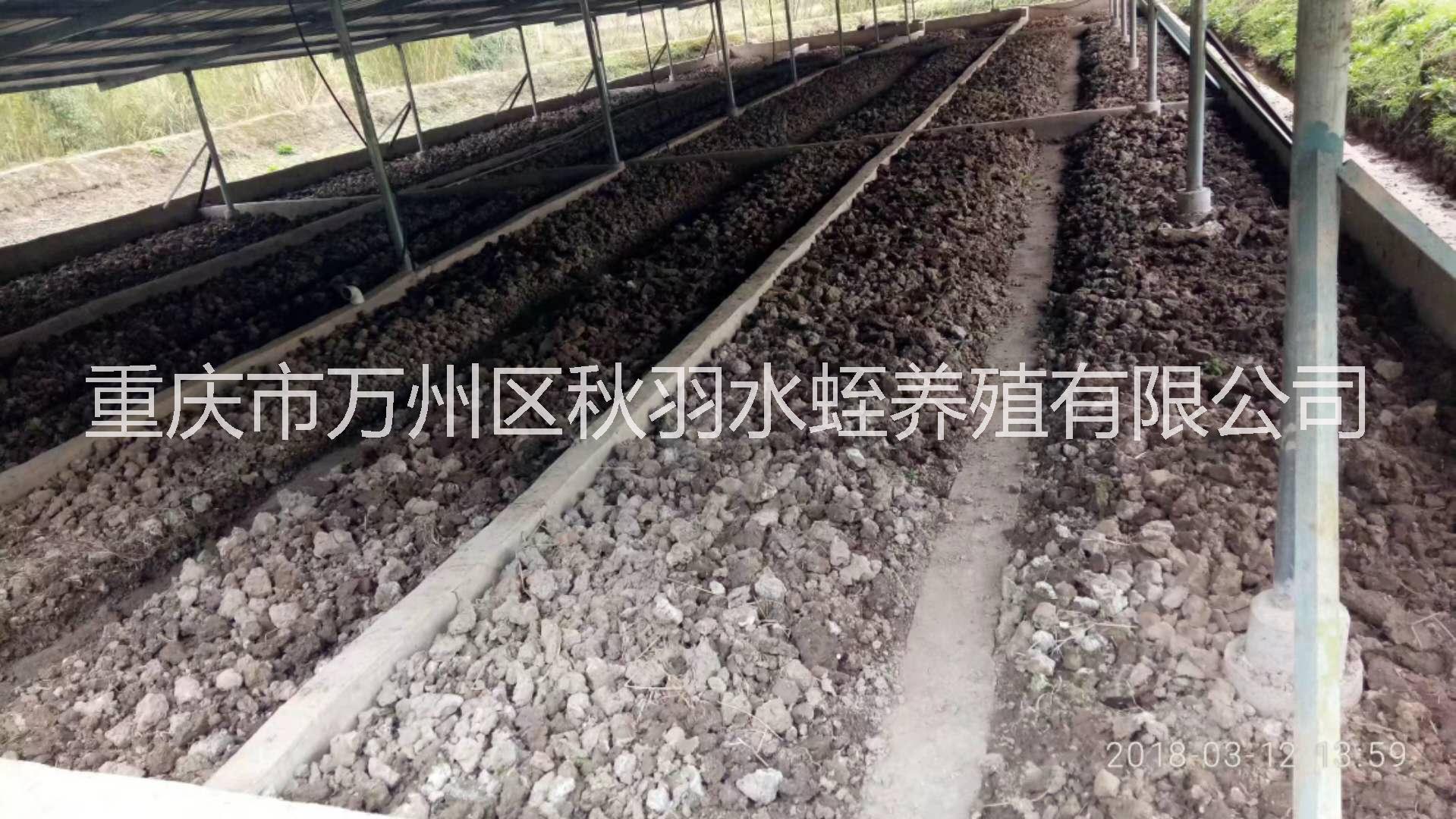 供應(yīng)水蛭種苗卵繭小苗福壽螺卵