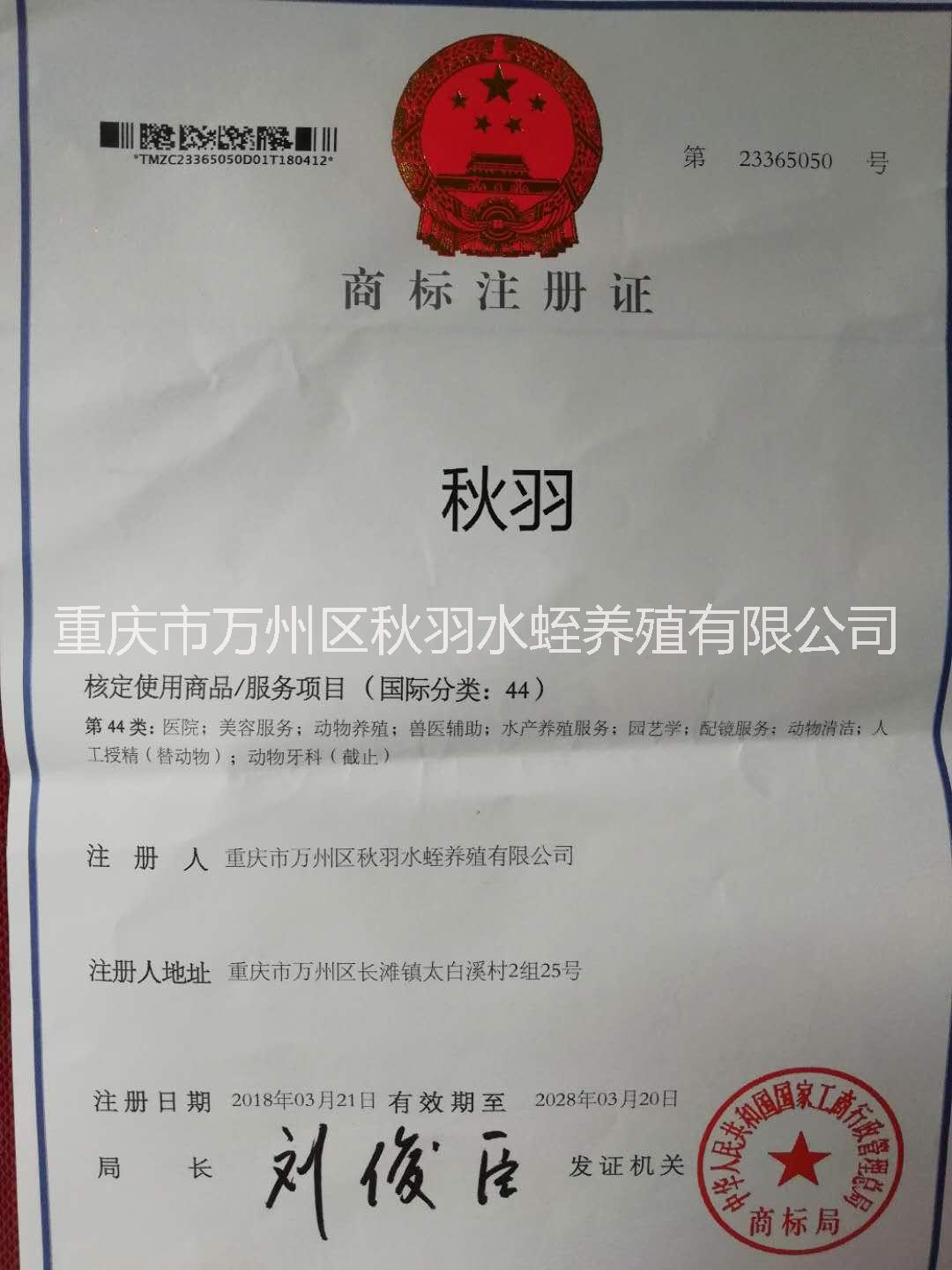 水蛭養(yǎng)殖技術(shù) 水蛭養(yǎng)殖技術(shù)轉(zhuǎn)讓 水蛭技術(shù)轉(zhuǎn)讓 四川水蛭養(yǎng)殖技術(shù)學(xué)習(xí) 重慶水蛭養(yǎng)殖技術(shù)學(xué)習(xí)