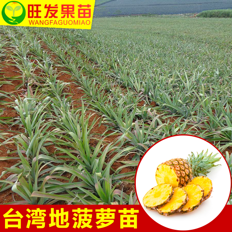 *臺(tái)灣地菠蘿苗鳳梨苗可盆栽可地載當(dāng)年結(jié)果樹苗地菠蘿鳳梨樹苗