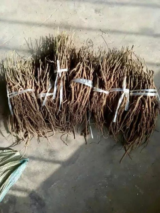 白芍芽頭價格，白芍芽頭的種植方法