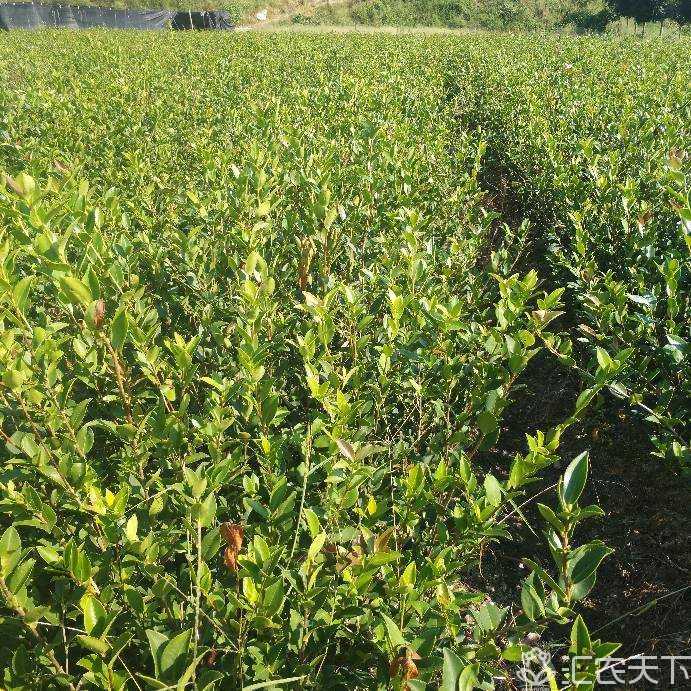 茶油苗 茶油苗價格 茶油苗直銷商