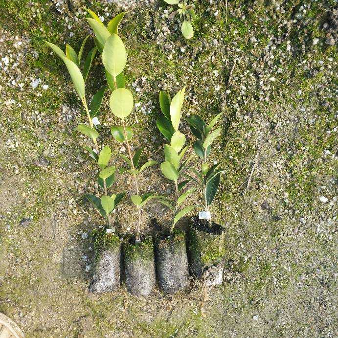 湖南油茶苗價(jià)格 湖南油茶苗種植園 湖南油茶苗直銷商
