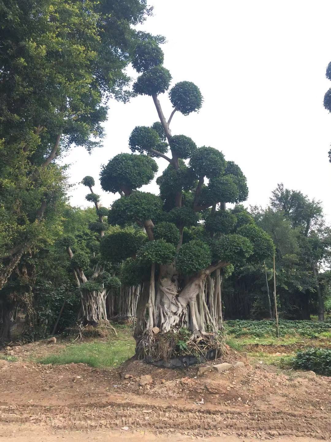 造型榕6米冠3-4米 造型榕6米冠3-4米價(jià)格 造型榕6米冠3-4米生產(chǎn) 造型榕6米冠3-4米效果 造型榕6米冠3-4