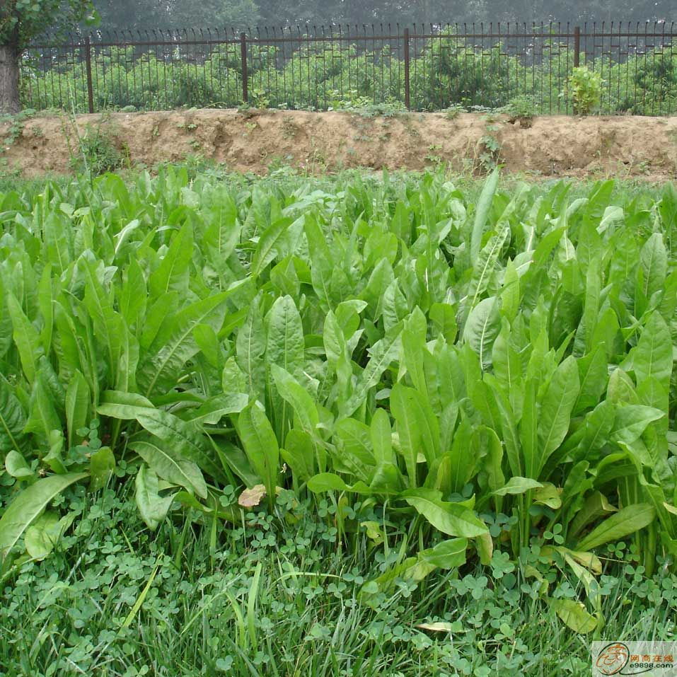 供應(yīng)野菜種子芝麻菜種子