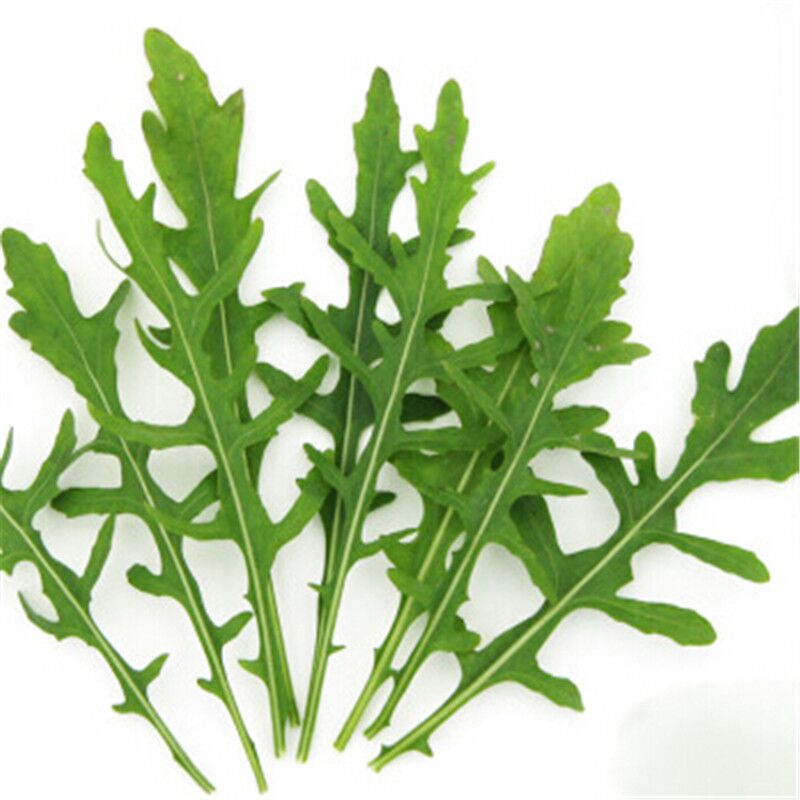 供應(yīng)野菜種子芝麻菜種子