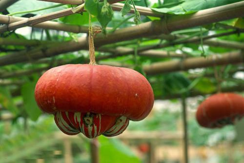 供應(yīng)香爐瓜種福瓜種子