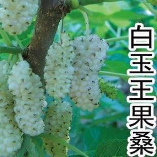 四季長果桑，果桑樹苗，果桑新品種，優(yōu)質(zhì)果桑