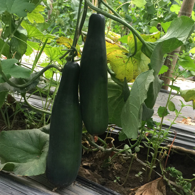 蔬菜種子特色黑皮羊角脆羊角蜜甜瓜種子粒尓田黑龍羊角廠家直銷 粒爾田黑龍羊角種子