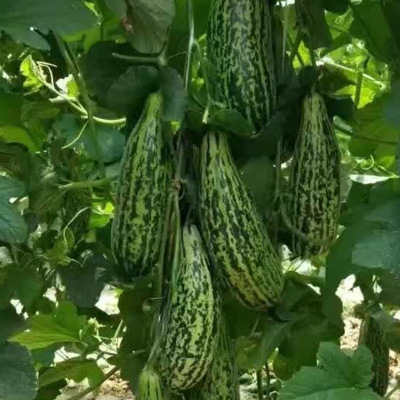 水果種子花皮特色甜瓜香瓜種子粒爾田花金剛甜瓜種子直銷 粒爾田花金剛種子