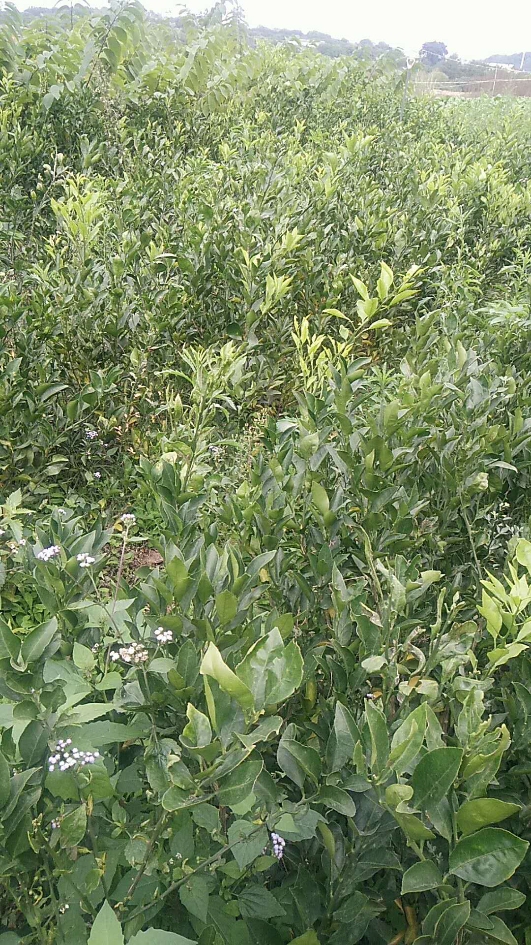 粑粑柑苗種植基地  粑粑柑 粑粑柑苗木 福建粑粑柑 粑粑柑廠家直銷 粑粑柑批發(fā)