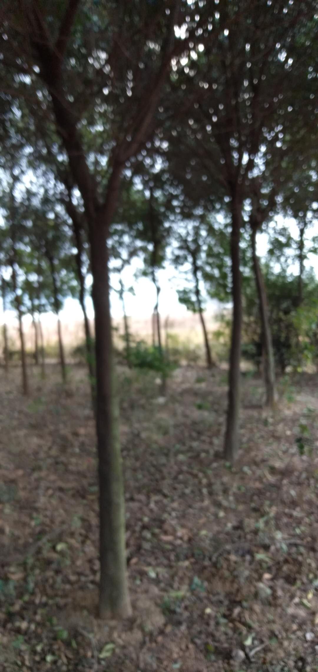 直銷供應(yīng) 大葉女貞  河南大葉女貞  河南大葉女貞批發(fā)  河南優(yōu)質(zhì)大葉女貞直銷批發(fā)  河南大葉女貞批發(fā)