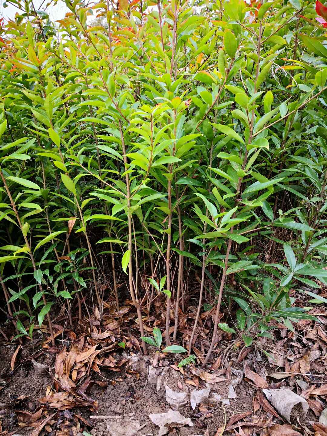 江西木荷苗供應(yīng)商 木荷苗報價 直銷木荷苗 出售木荷苗 木荷苗供應(yīng)商 供應(yīng)木荷苗 木荷苗哪家好 木荷苗怎么賣
